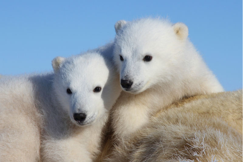 Sciullo Luana Polar Outreach Blog 2015